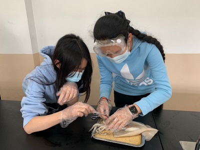 初中生物组:八年级学生解剖鱿鱼